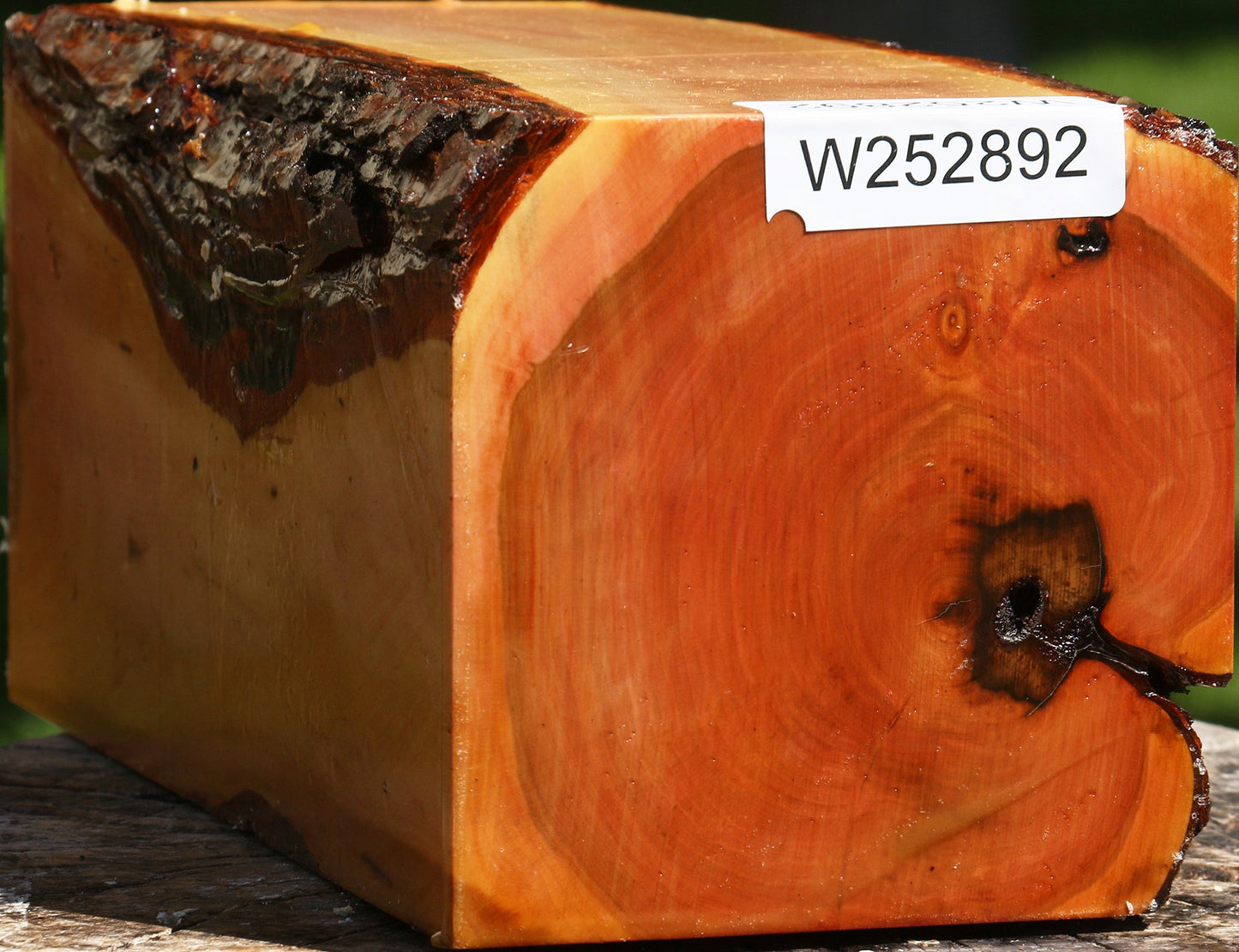 Oregon Ironwood Live Edge Vessel Blank