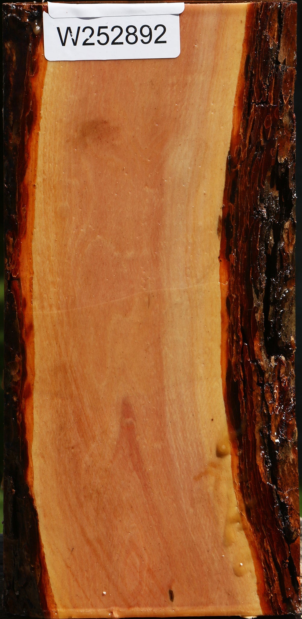 Oregon Ironwood Live Edge Vessel Blank