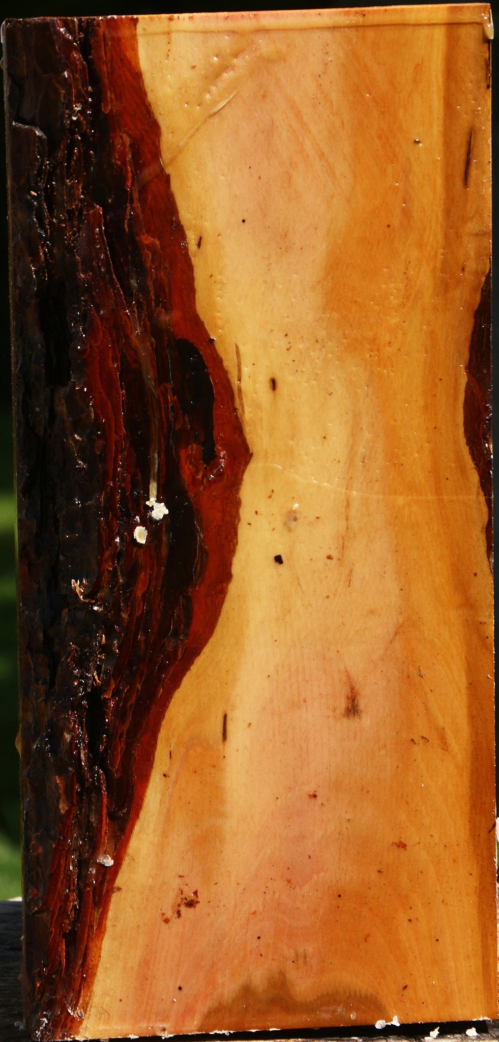 Oregon Ironwood Live Edge Vessel Blank