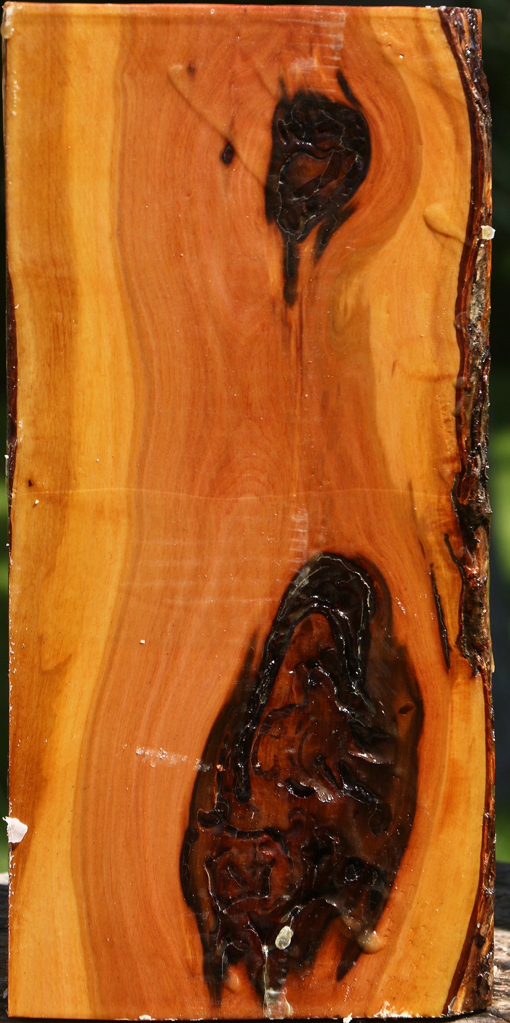 Oregon Ironwood Live Edge Vessel Blank