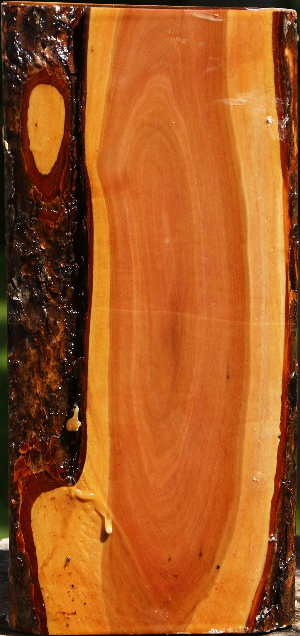 Oregon Ironwood Live Edge Vessel Blank