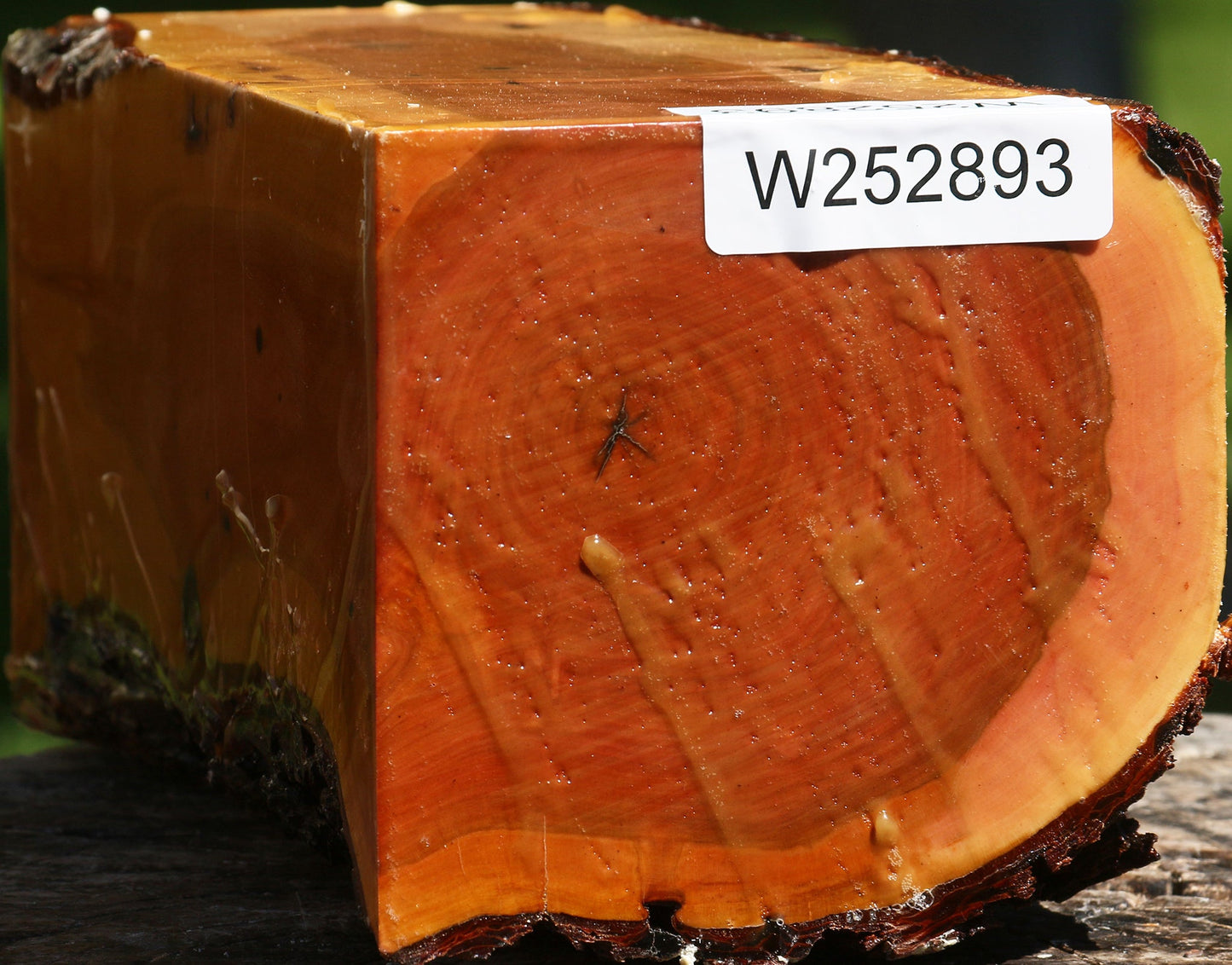 Oregon Ironwood Live Edge Vessel Blank