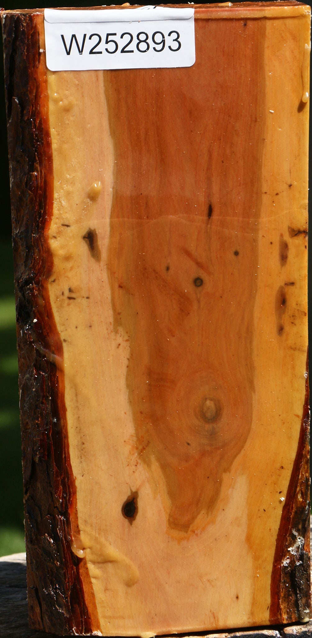 Oregon Ironwood Live Edge Vessel Blank