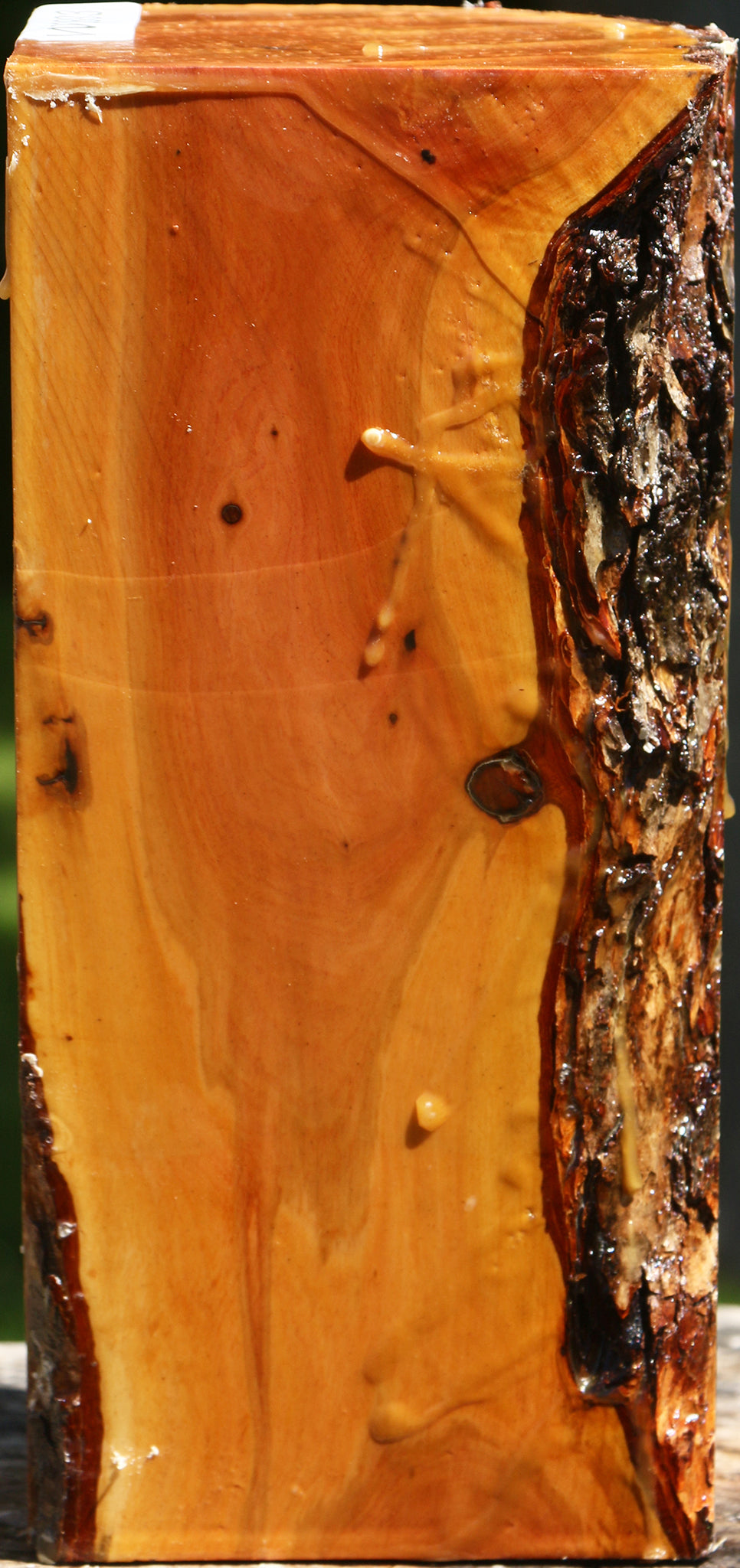 Oregon Ironwood Live Edge Vessel Blank