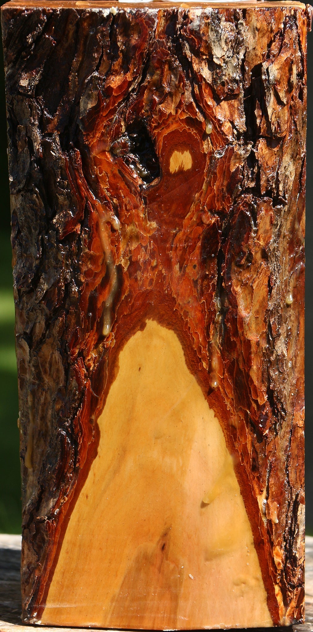 Oregon Ironwood Live Edge Vessel Blank
