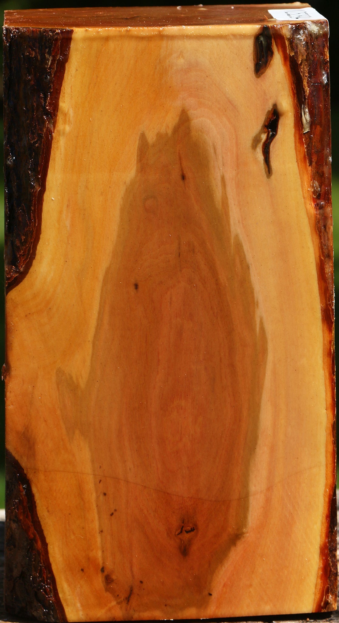 Oregon Ironwood Live Edge Vessel Blank
