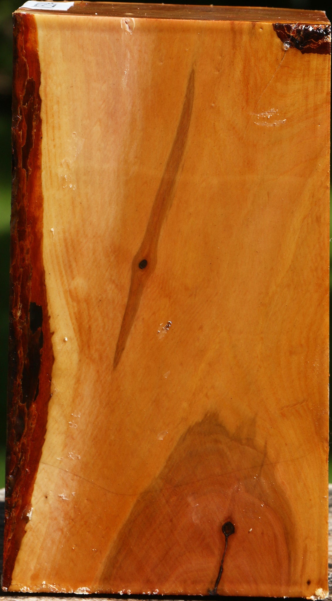 Oregon Ironwood Live Edge Vessel Blank