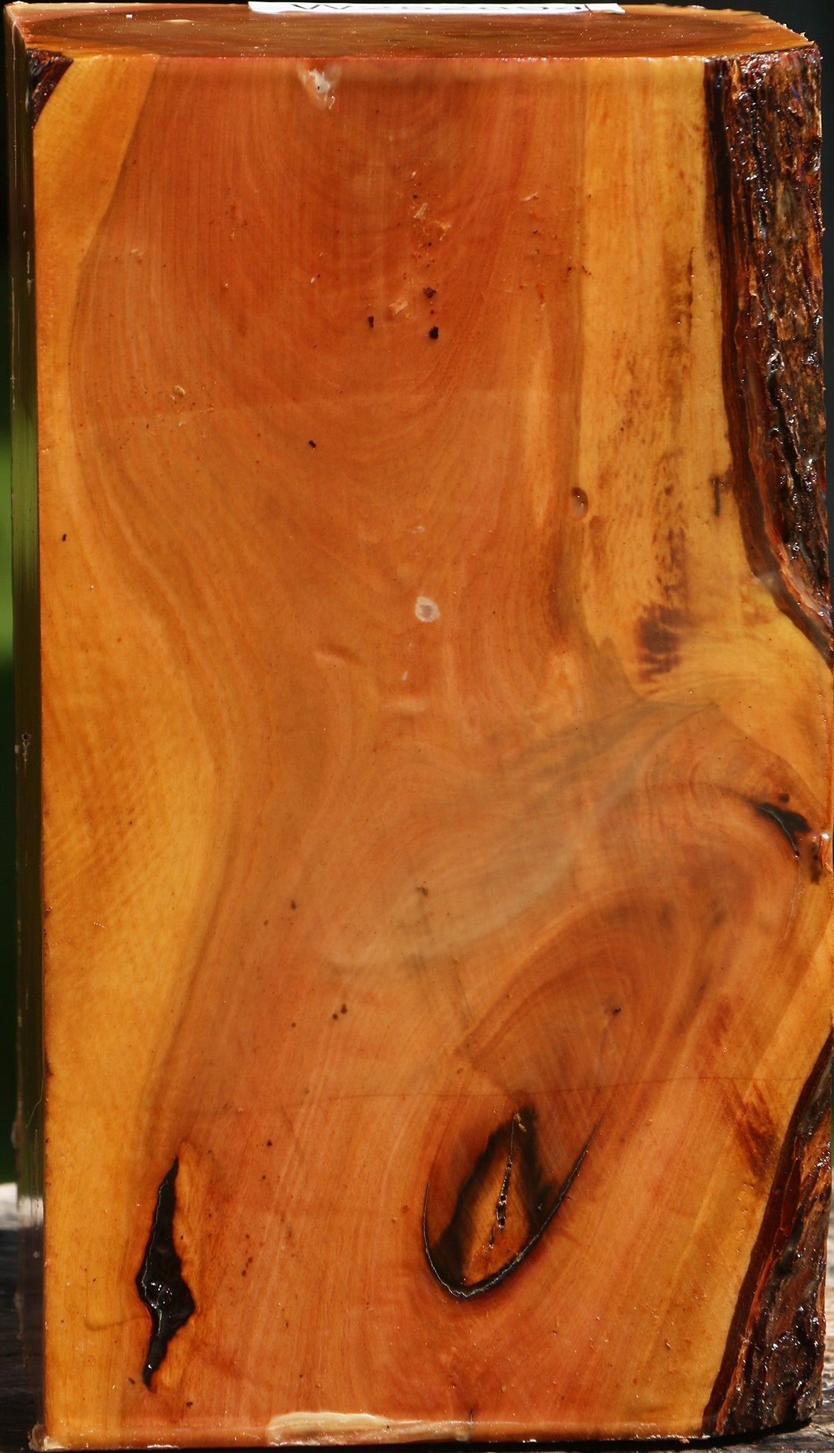 Oregon Ironwood Live Edge Vessel Blank