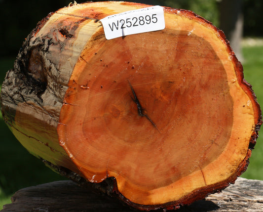Oregon Ironwood Log