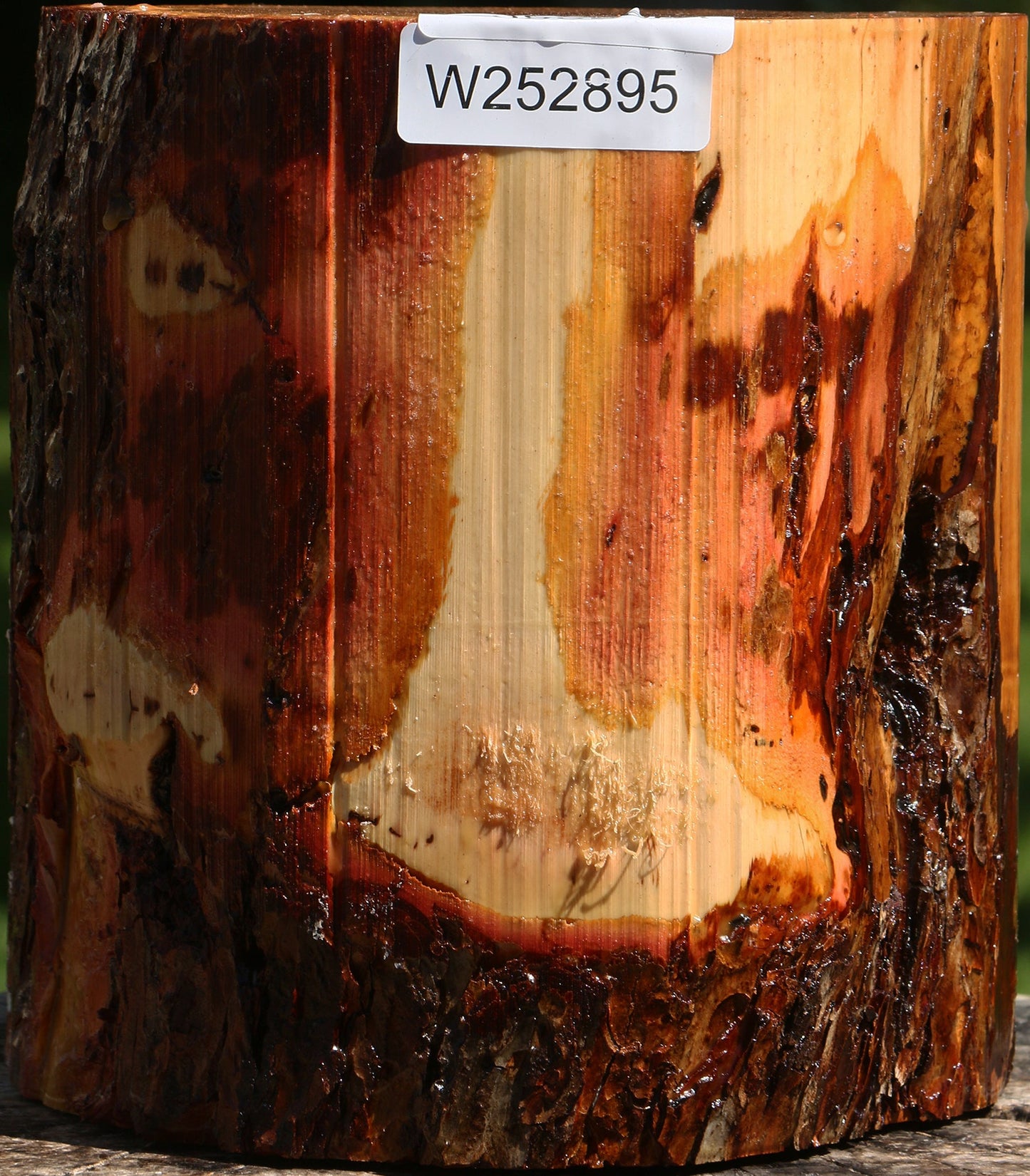 Oregon Ironwood Log