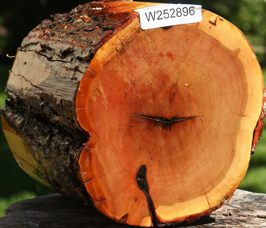 Oregon Ironwood Log