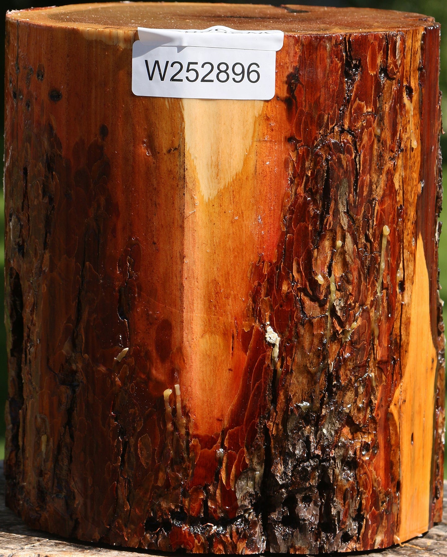 Oregon Ironwood Log
