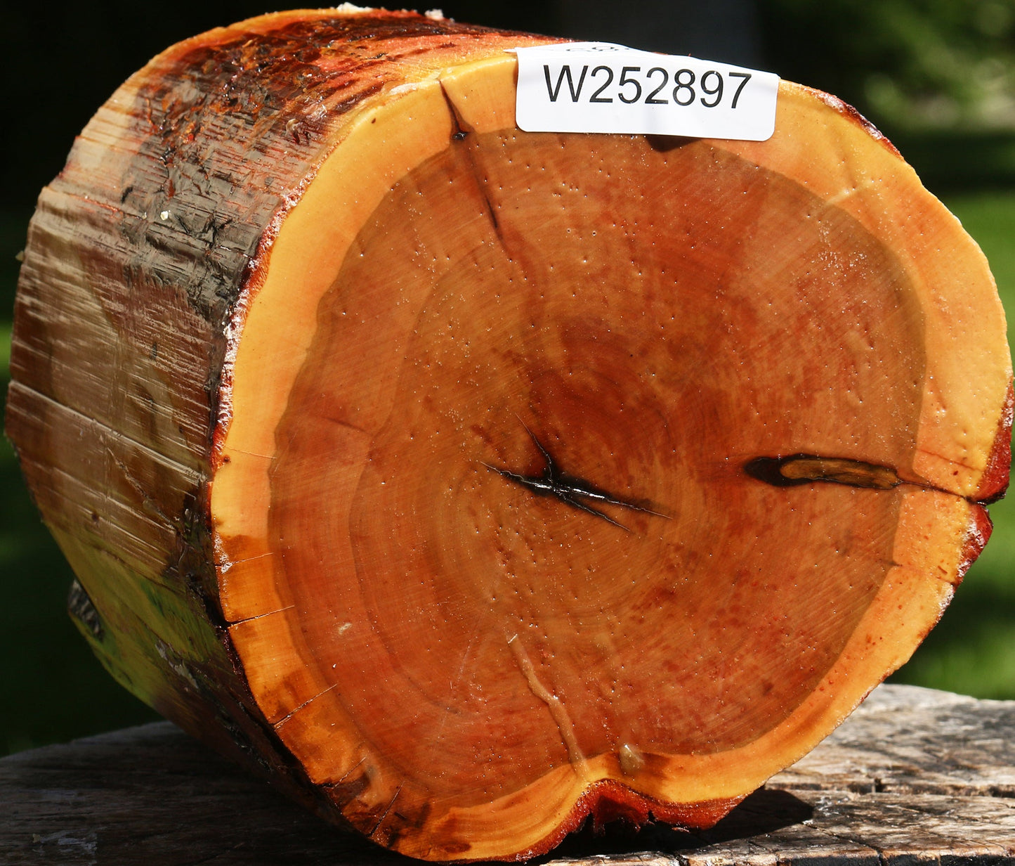 Oregon Ironwood Log