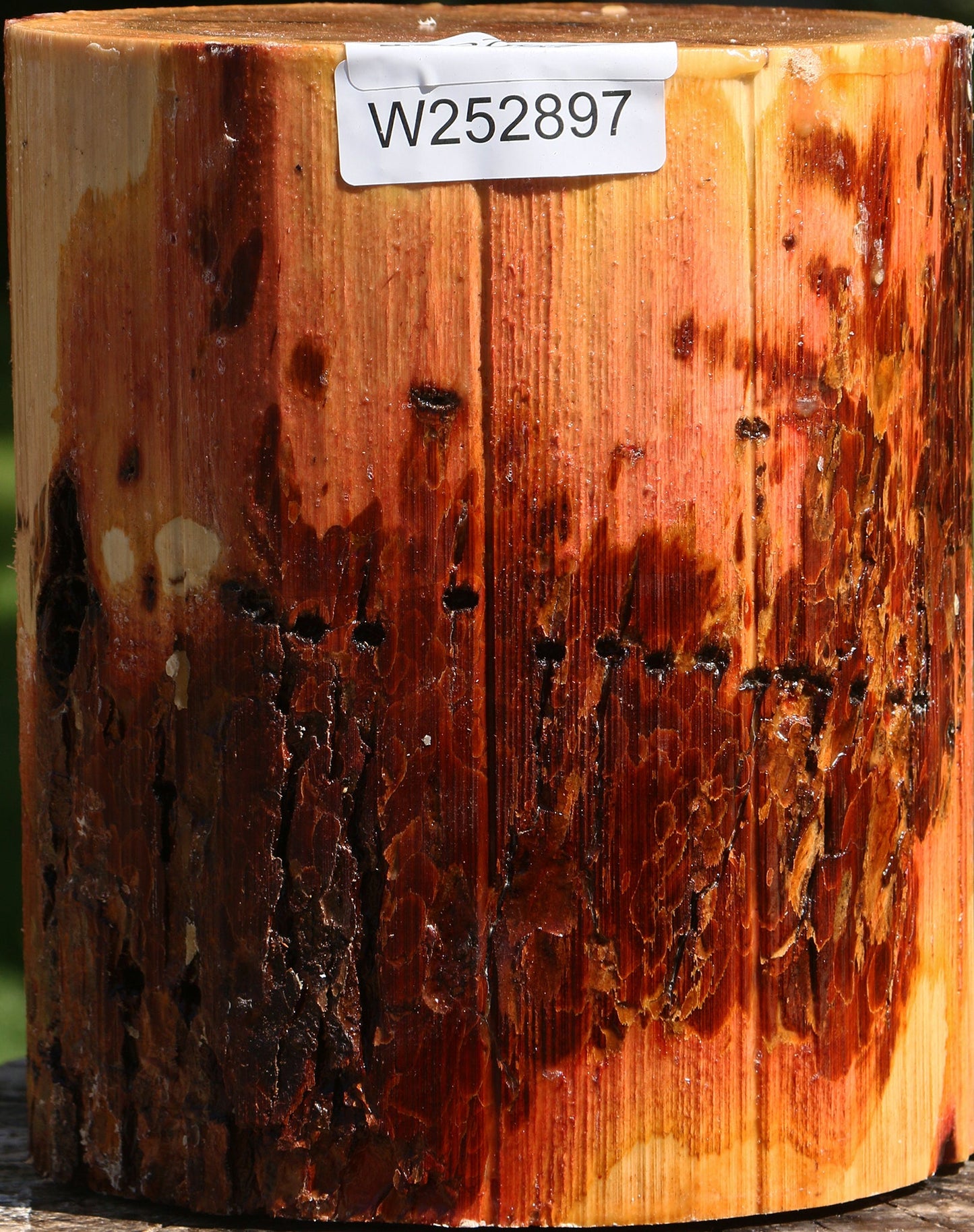Oregon Ironwood Log