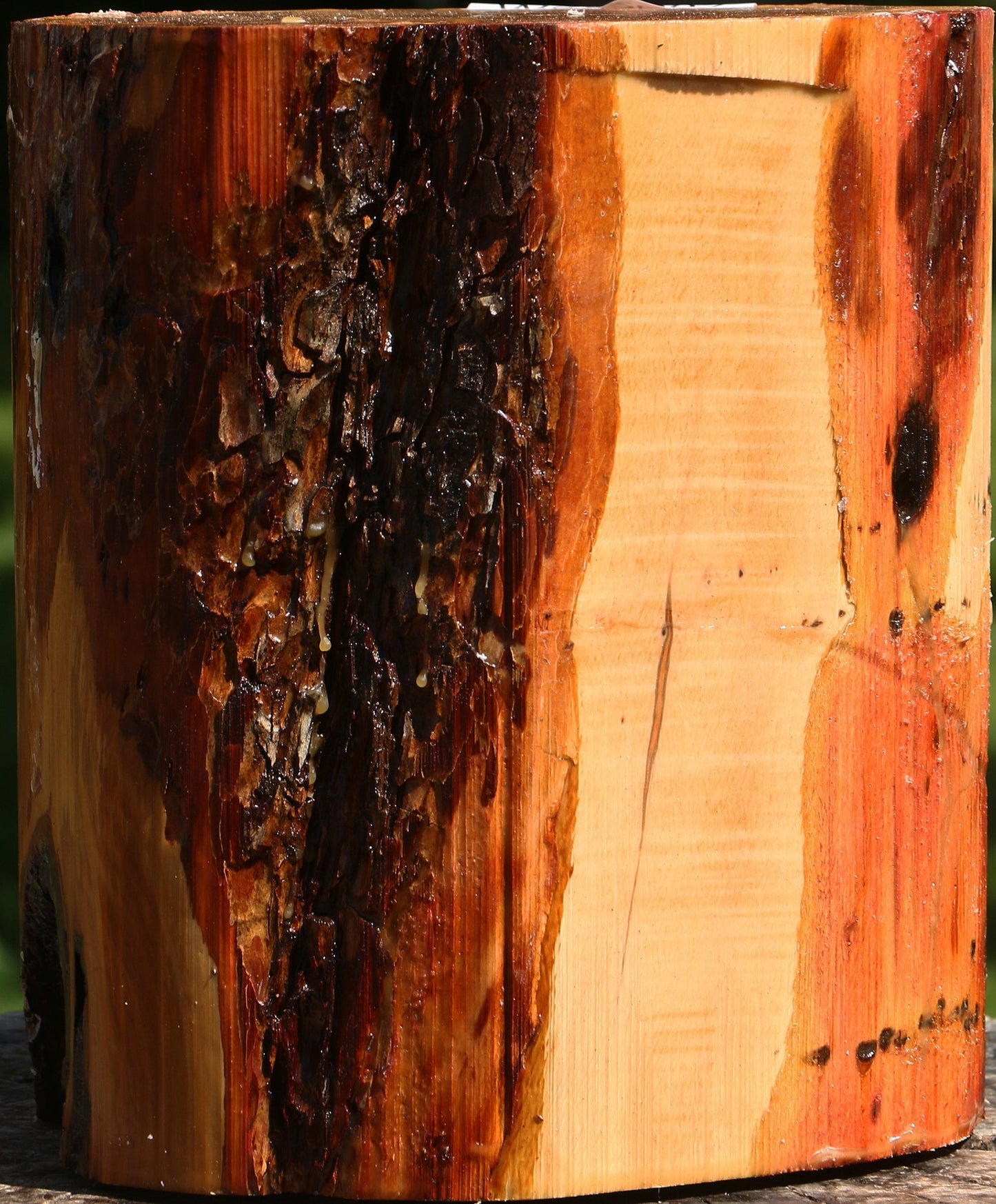 Oregon Ironwood Log