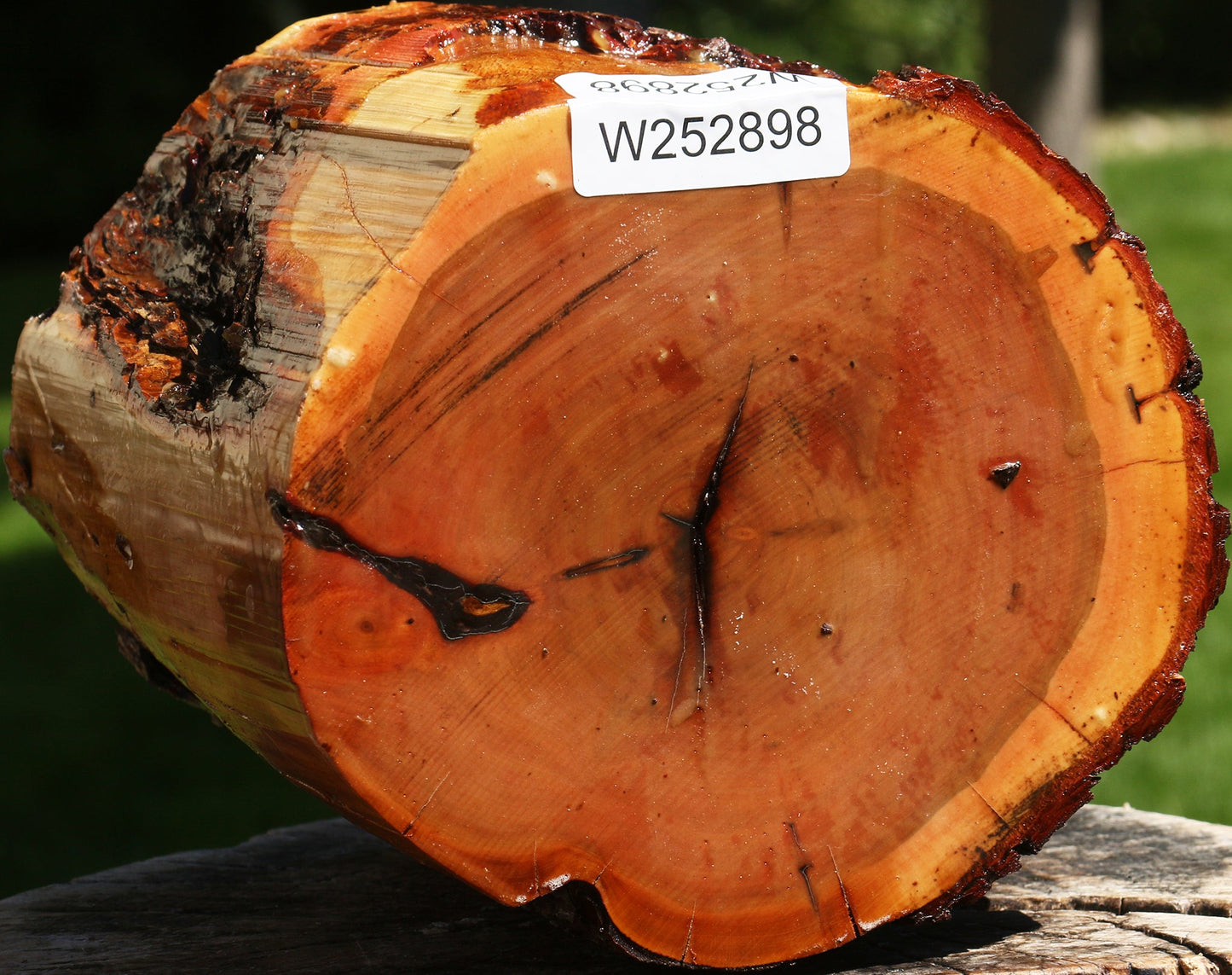 Oregon Ironwood Log