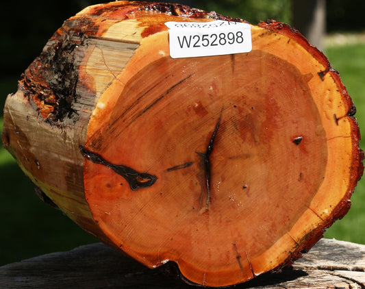 Oregon Ironwood Log
