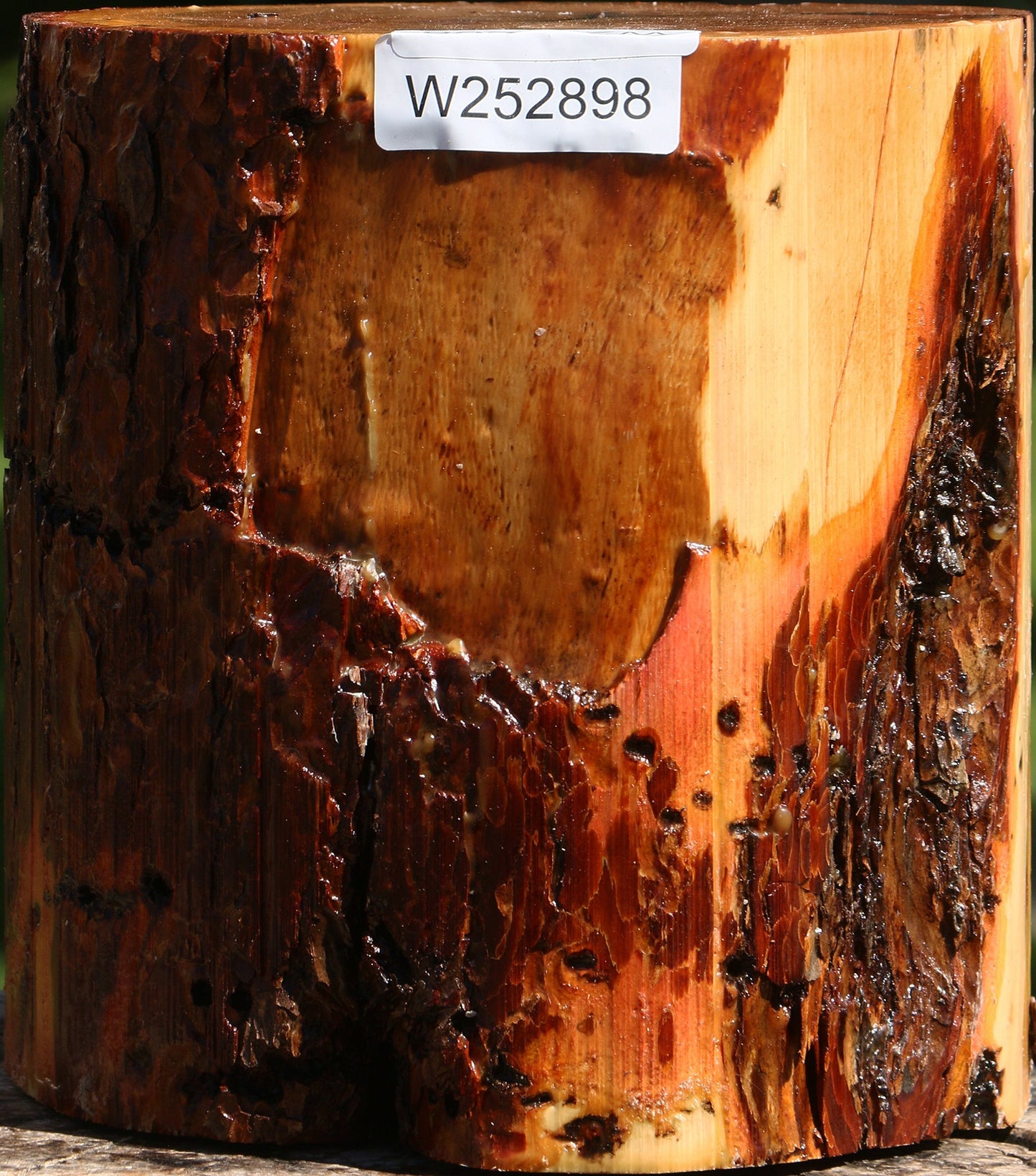 Oregon Ironwood Log