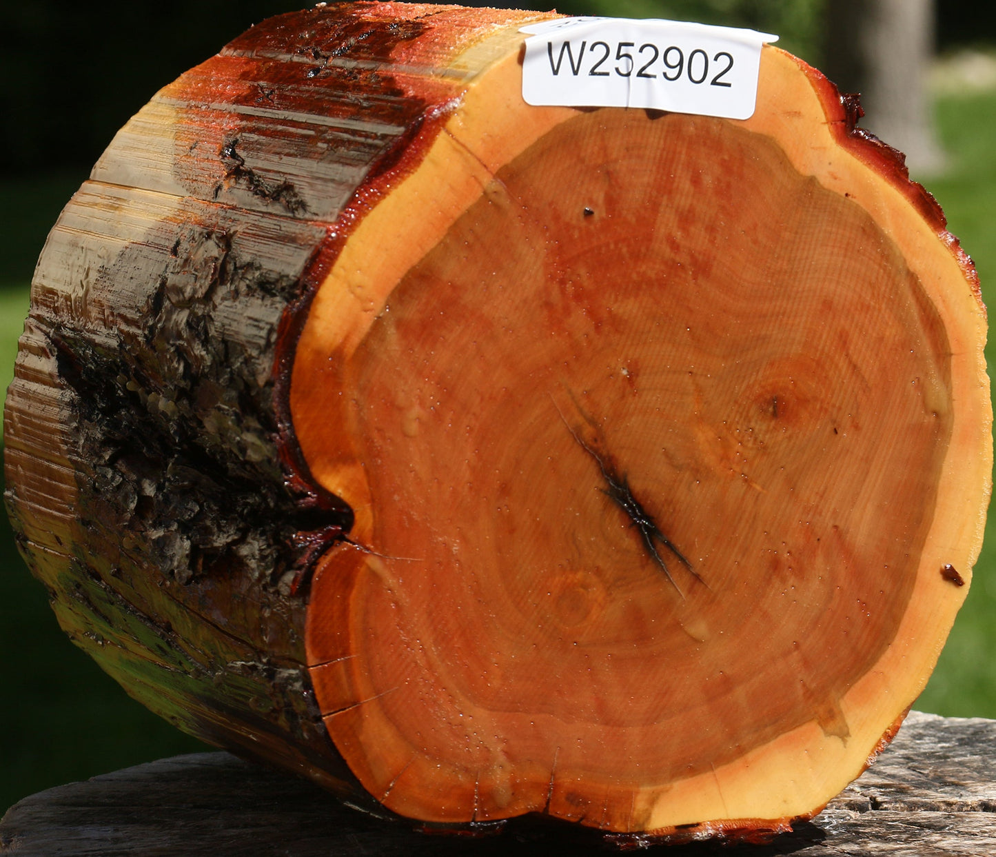 Oregon Ironwood Log