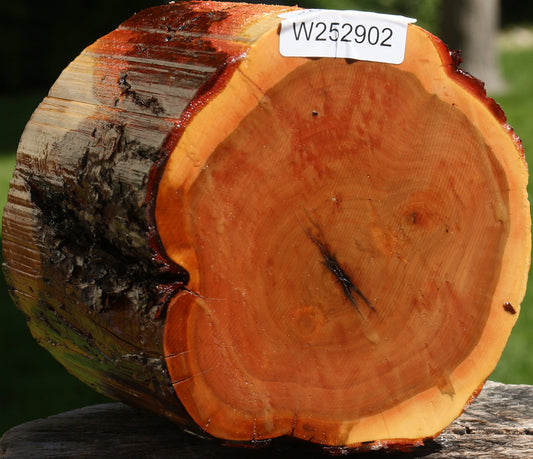 Oregon Ironwood Log