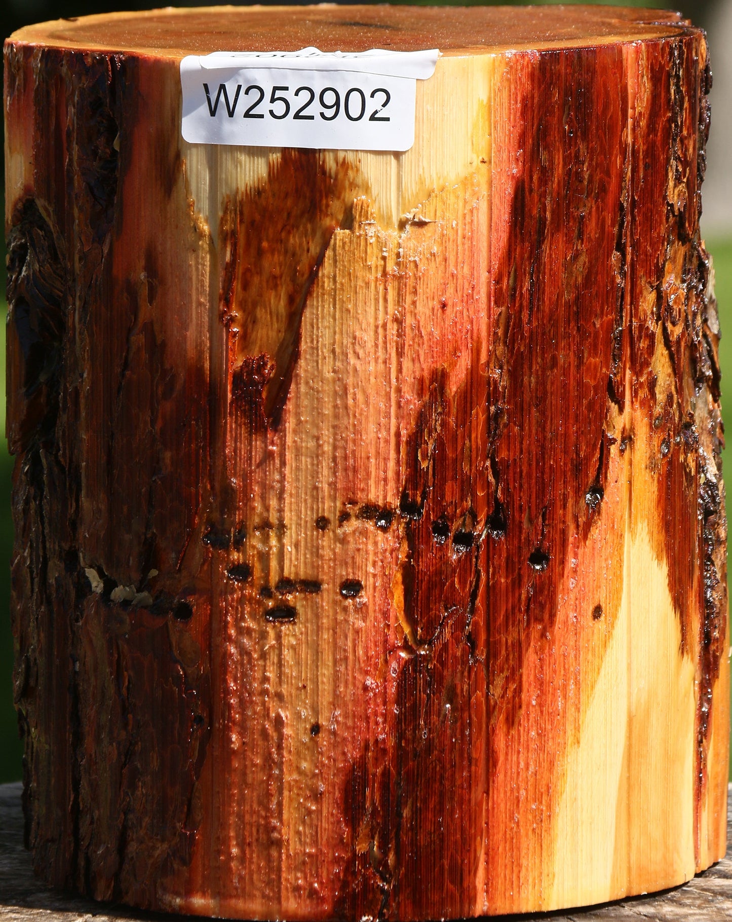 Oregon Ironwood Log