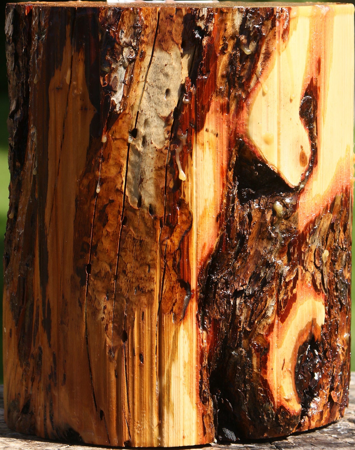 Oregon Ironwood Log