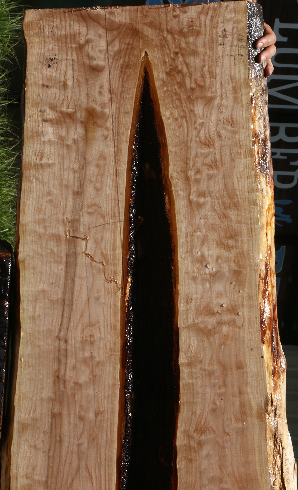 Maple Live Edge Slab (Free Shipping Excluded)