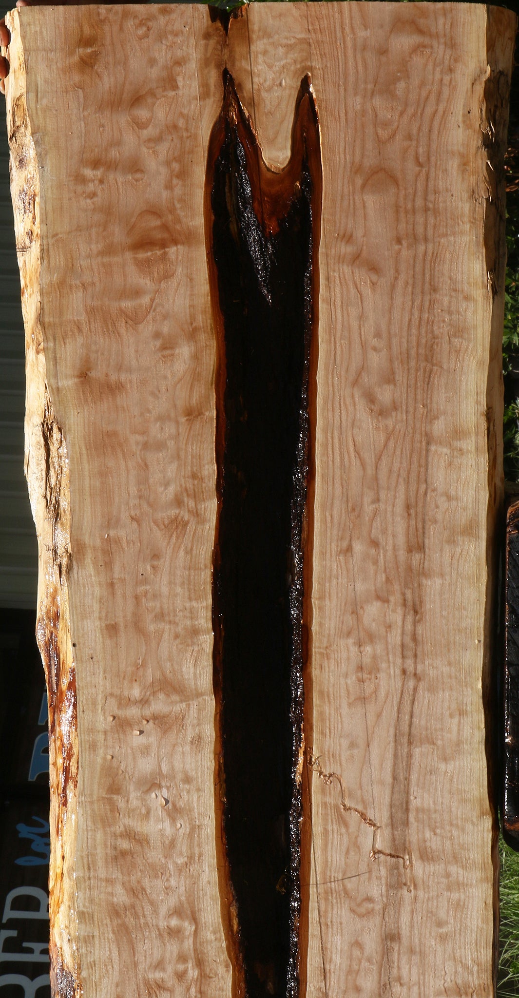 Maple Live Edge Slab (Free Shipping Excluded)