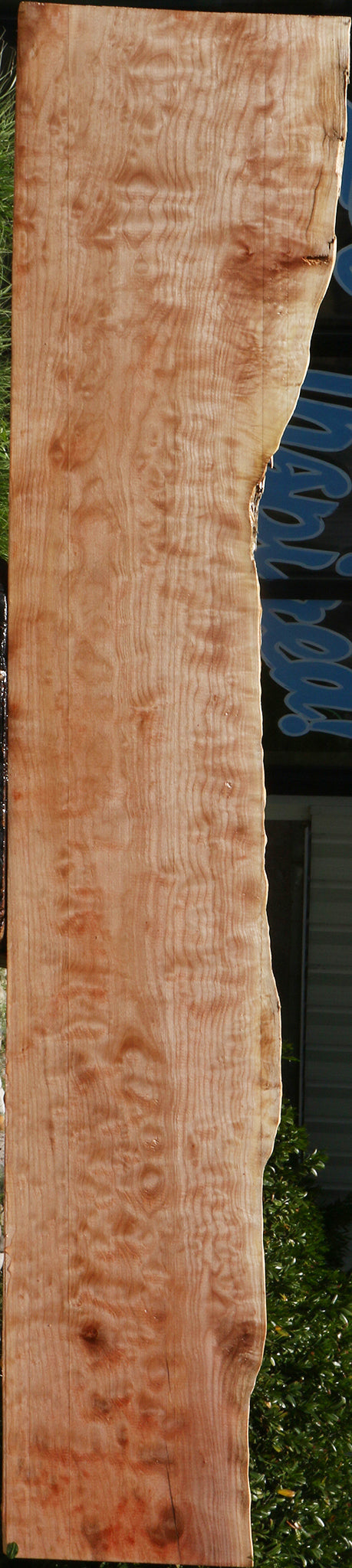 Extra Fancy Maple Live Edge Mantel