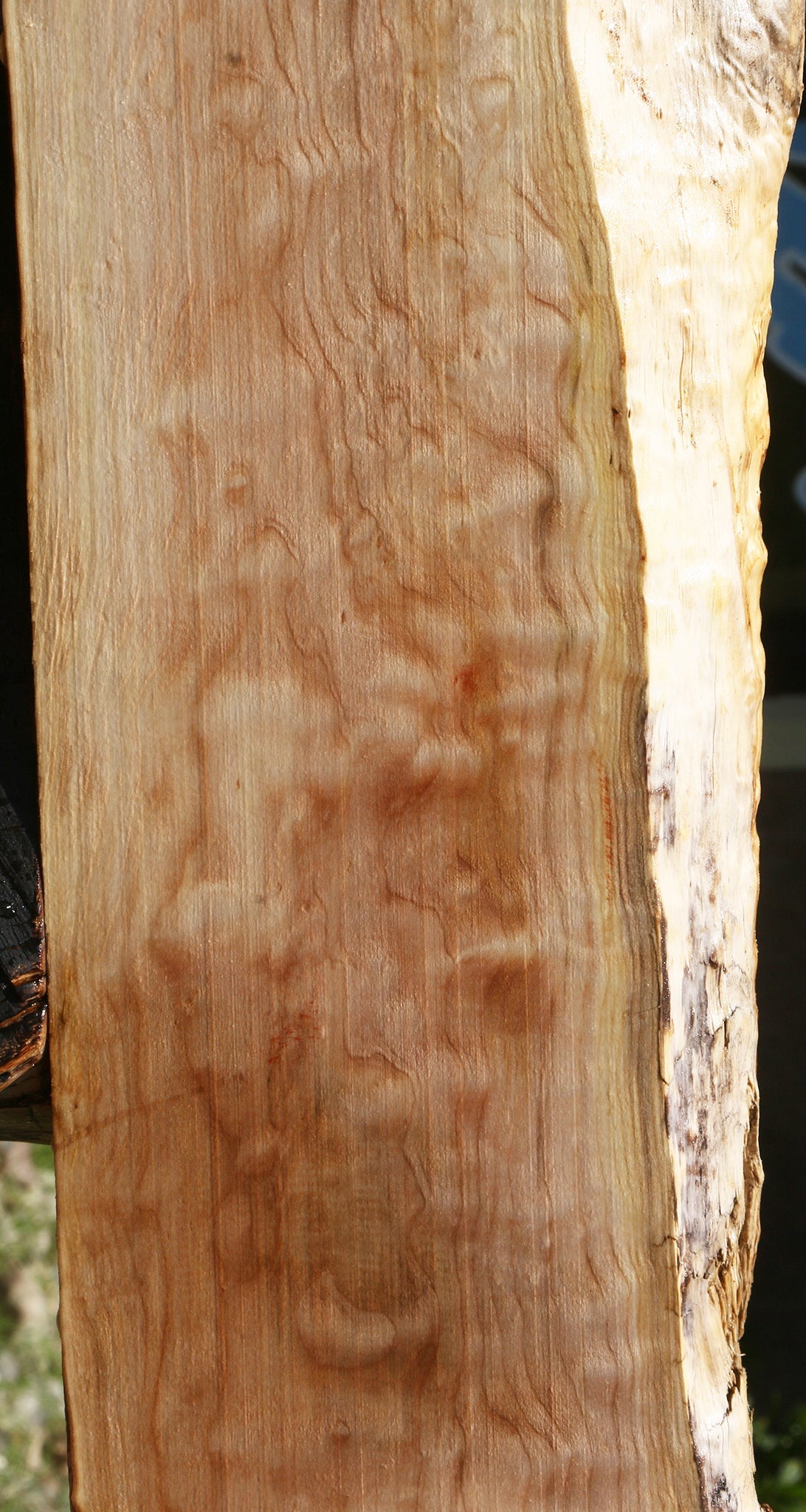 Extra Fancy Maple Live Edge Mantel