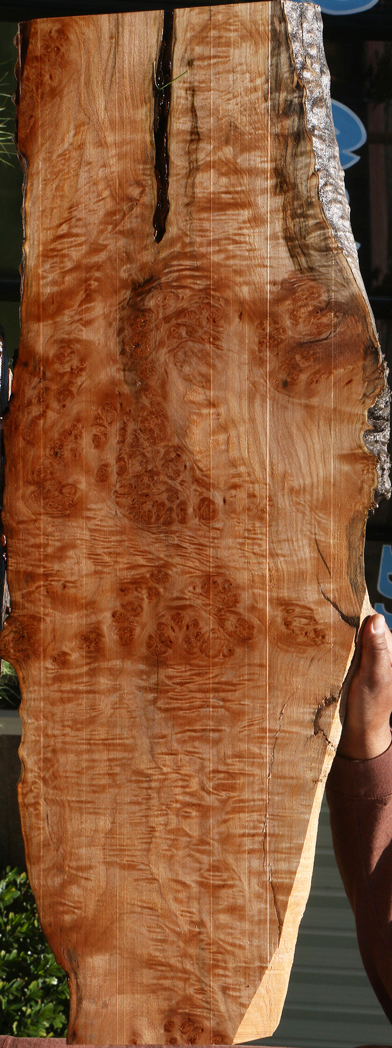 Maple Burl Live Edge Mini Slab