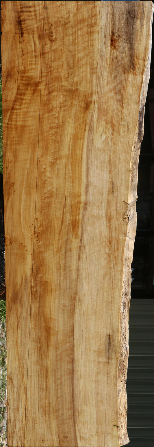Extra Fancy Black Cottonwood Live Edge Mini Slab