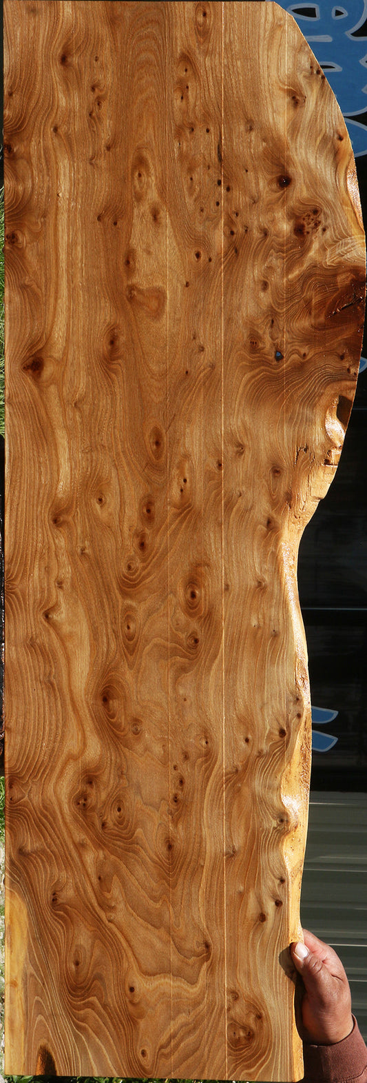 Elm Burl Live Edge Lumber