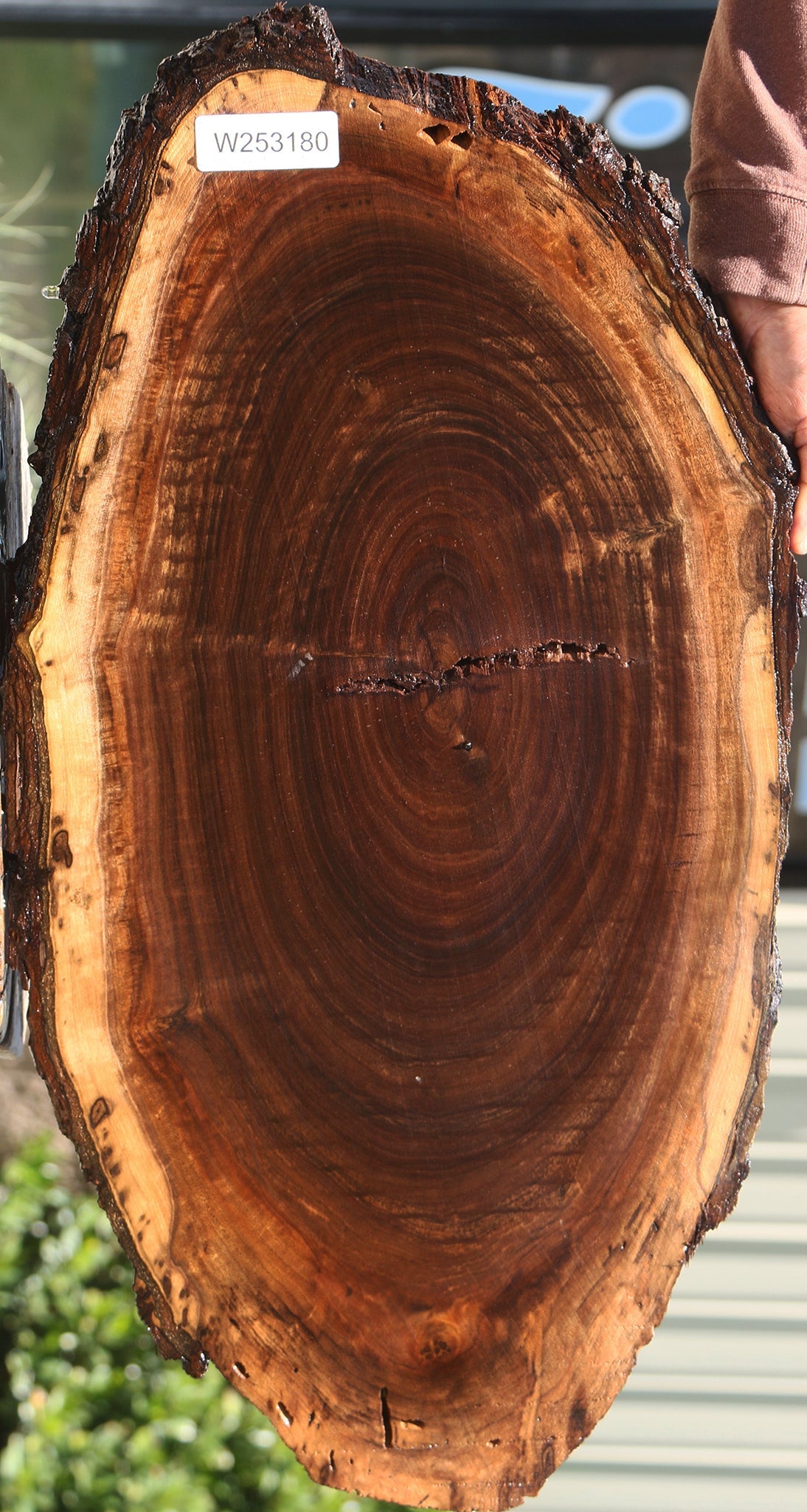Claro Walnut Cookie