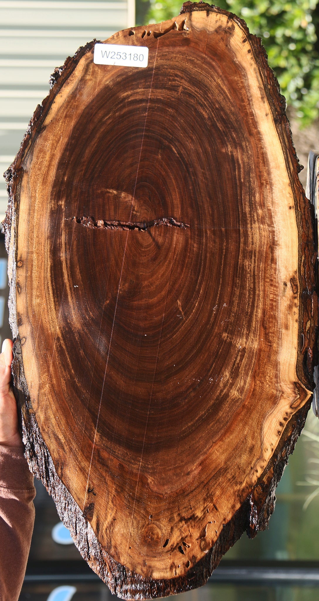 Claro Walnut Cookie