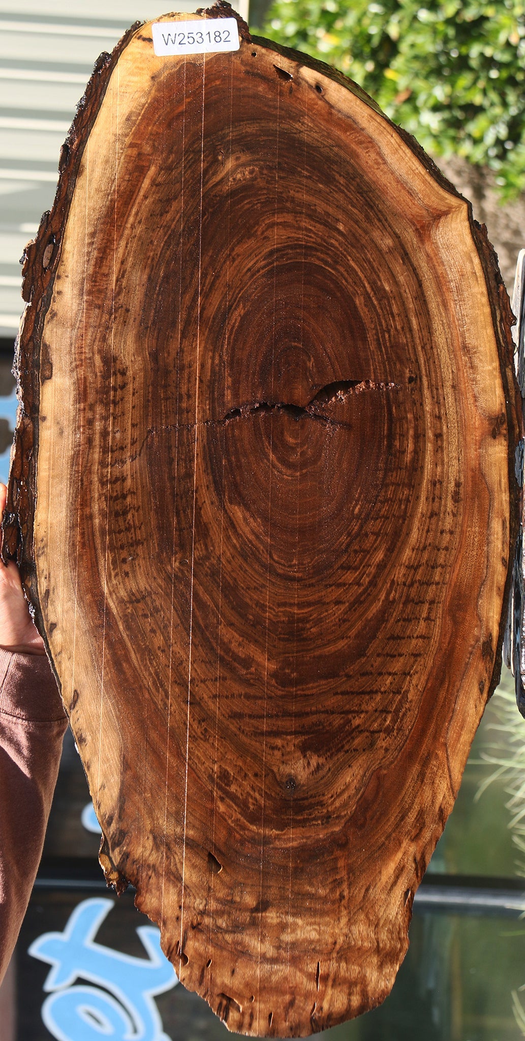 Claro Walnut Cookie