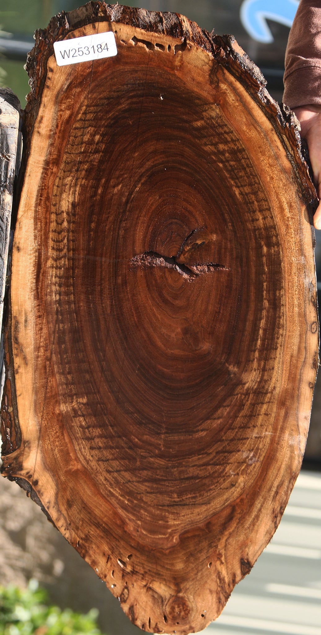 Claro Walnut Cookie