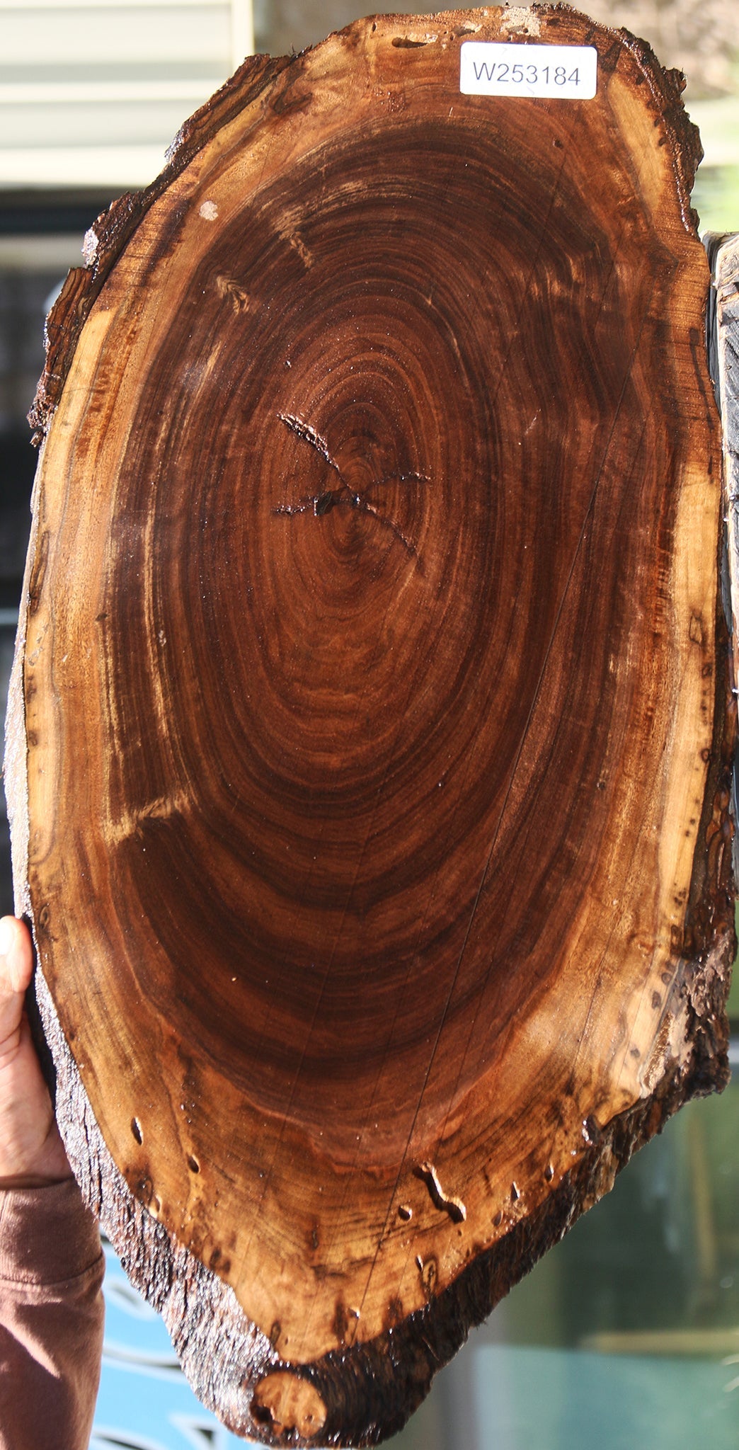 Claro Walnut Cookie