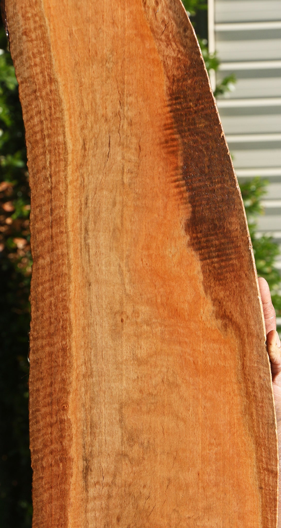 Extra Fancy Eucalyptus Live Edge Lumber