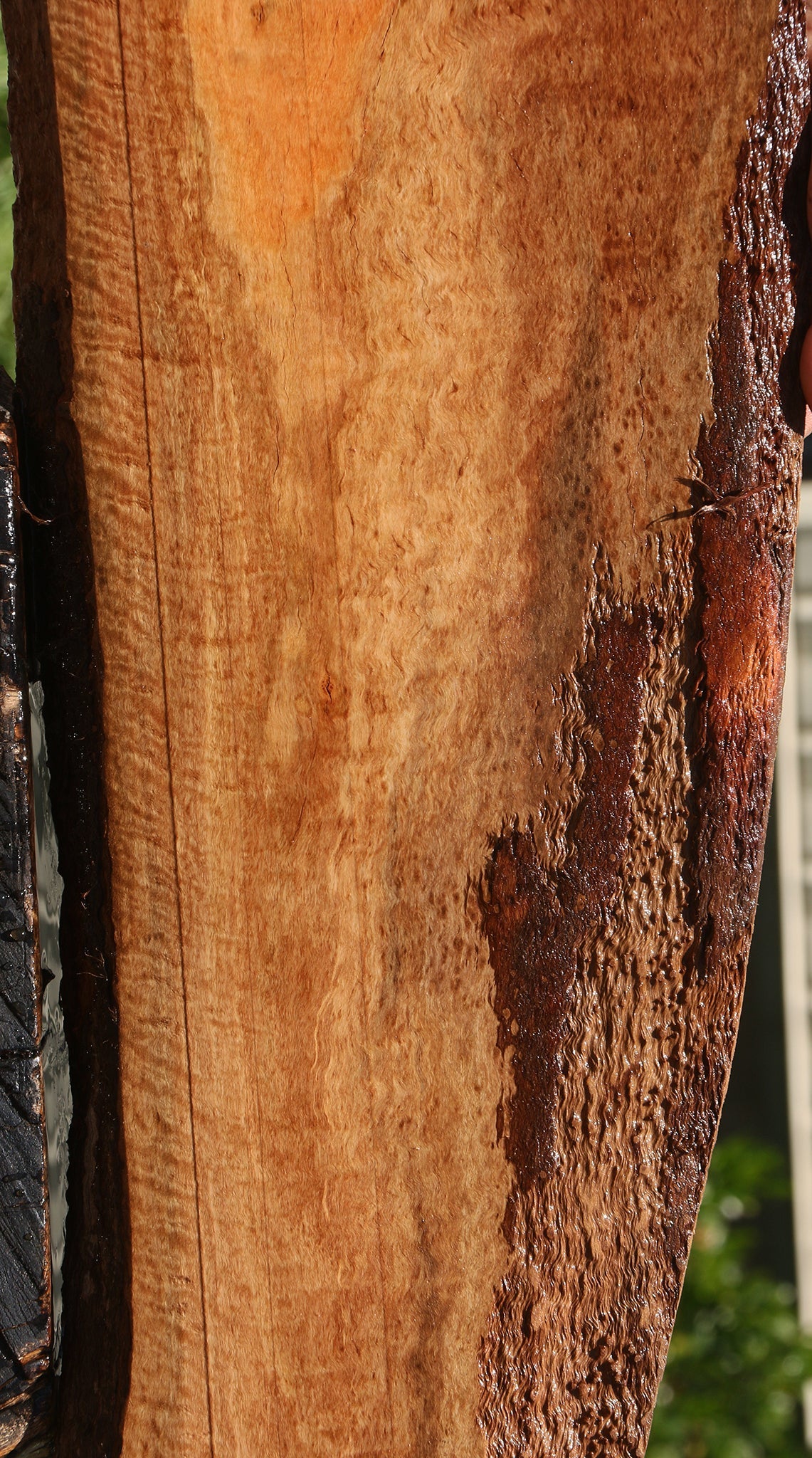 Extra Fancy Eucalyptus Live Edge Lumber
