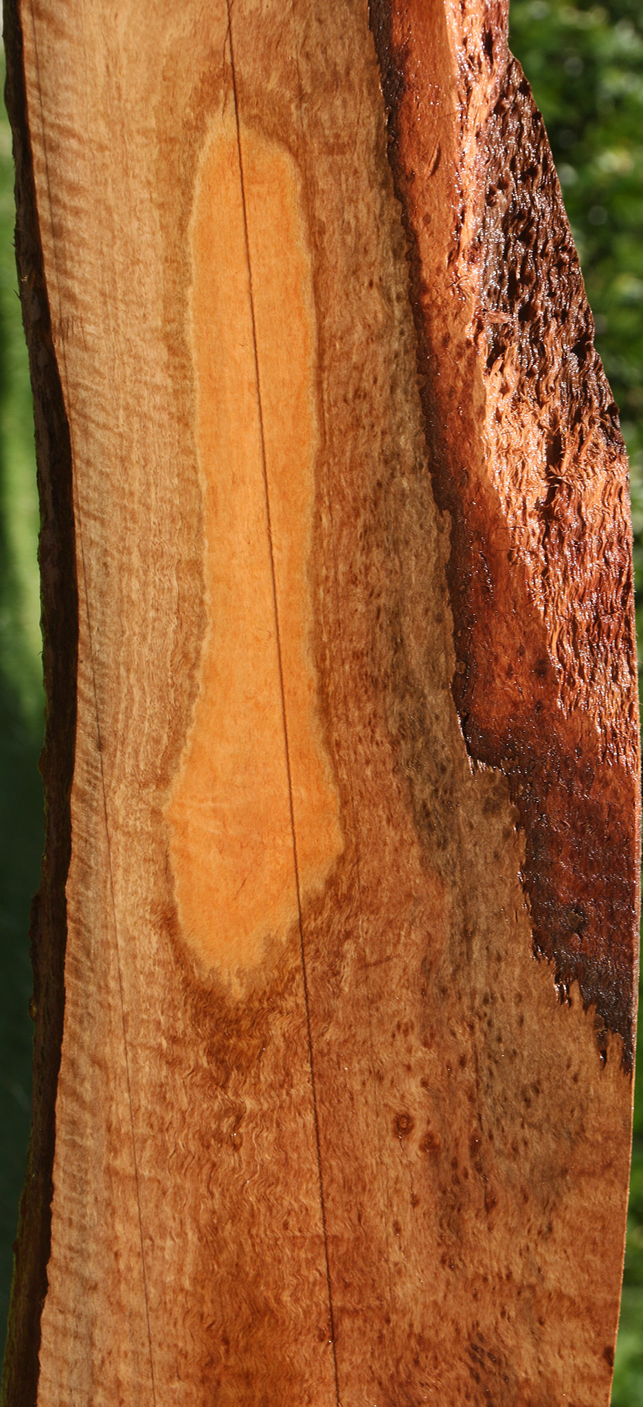 Extra Fancy Eucalyptus Live Edge Lumber