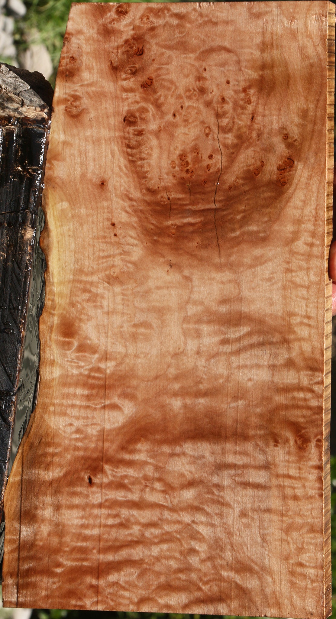 Extra Fancy Maple Live Edge Lumber