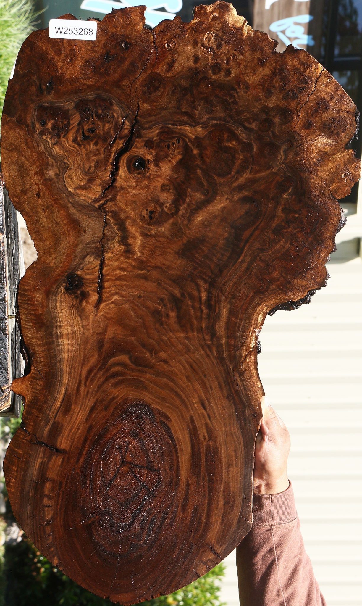 Claro Walnut Burl Cookie