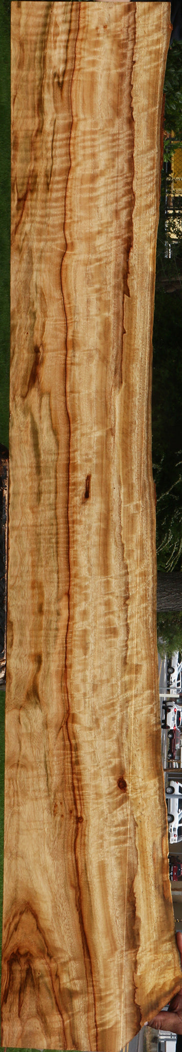 Extra Fancy Camphor Live Edge Lumber