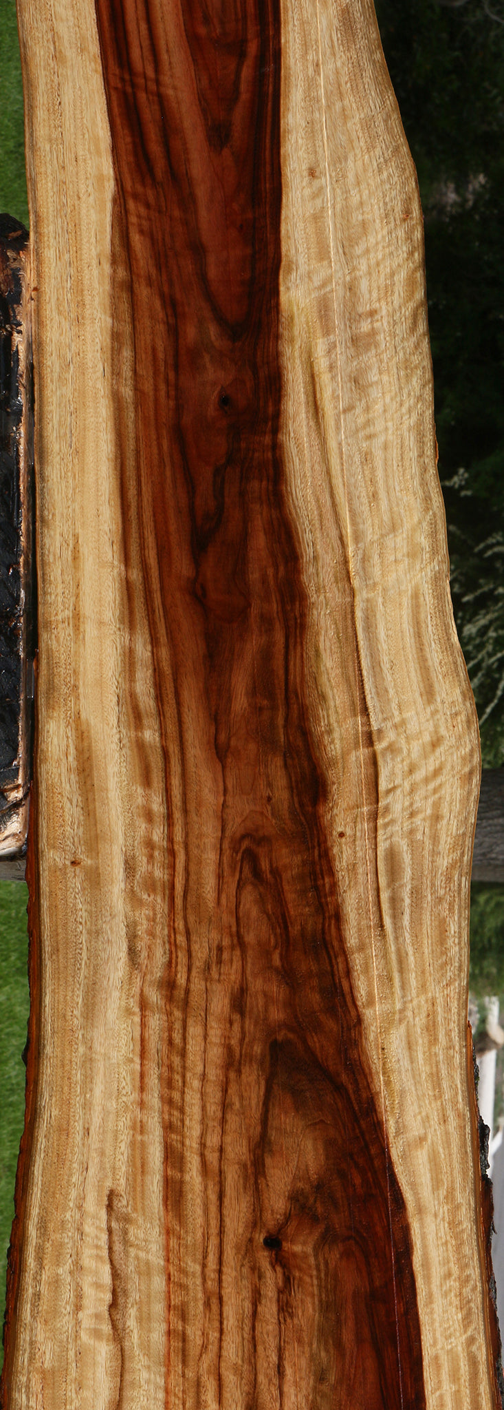 Extra Fancy Camphor Live Edge Lumber