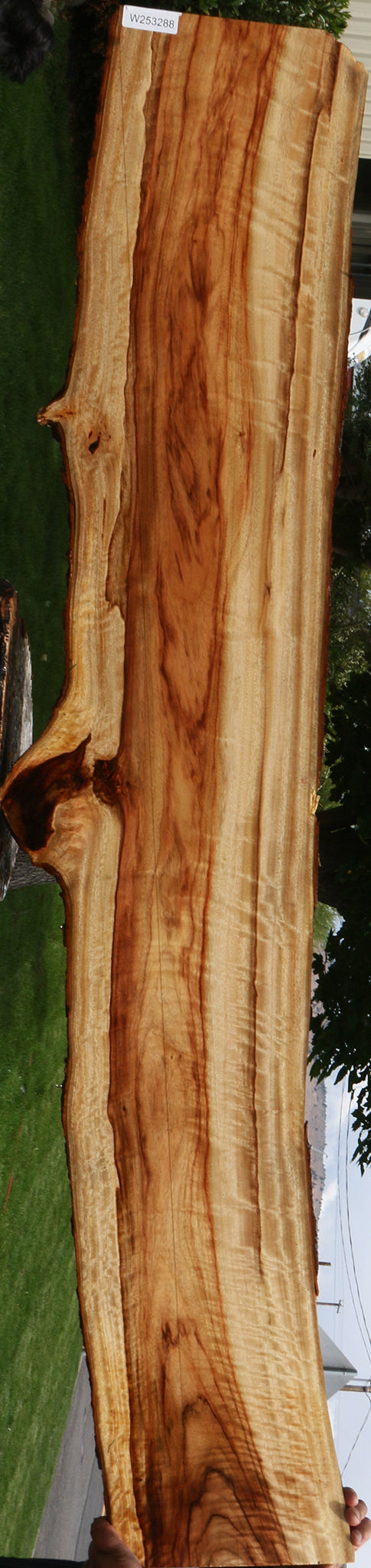 Extra Fancy Camphor Live Edge Lumber