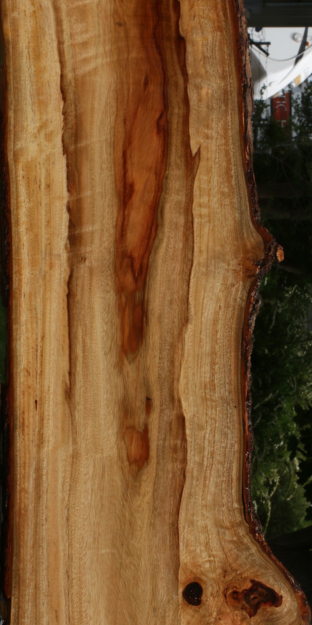 Extra Fancy Camphor Live Edge Lumber