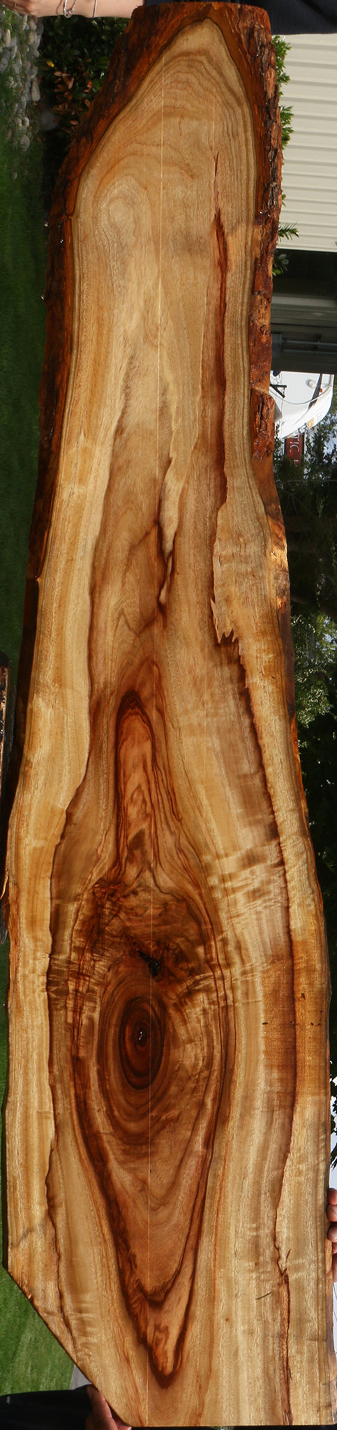 Extra Fancy Camphor Live Edge Lumber