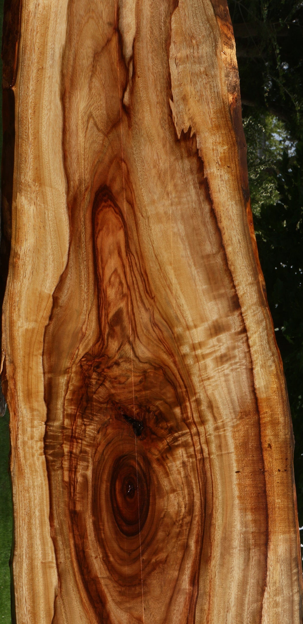 Extra Fancy Camphor Live Edge Lumber