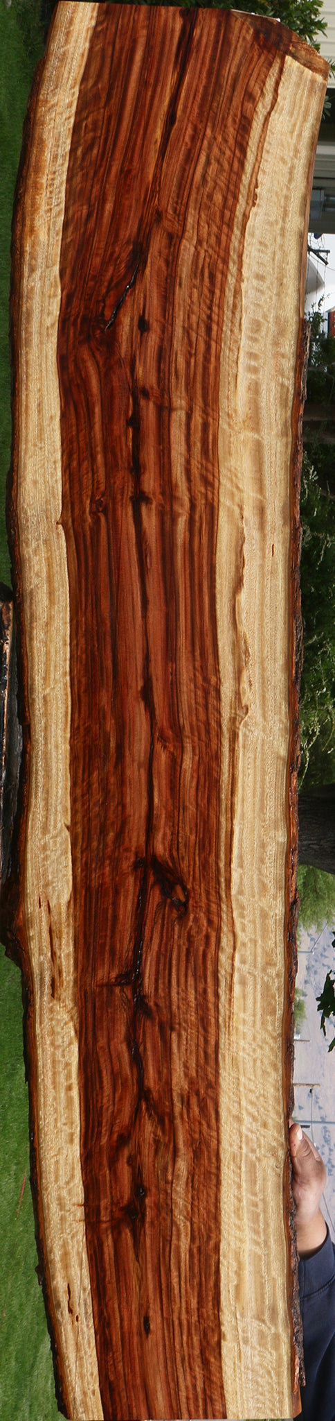 Extra Fancy Camphor Live Edge Lumber